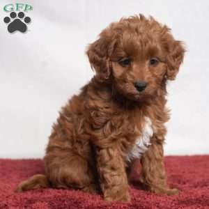 Jeryl, Cavapoo Puppy